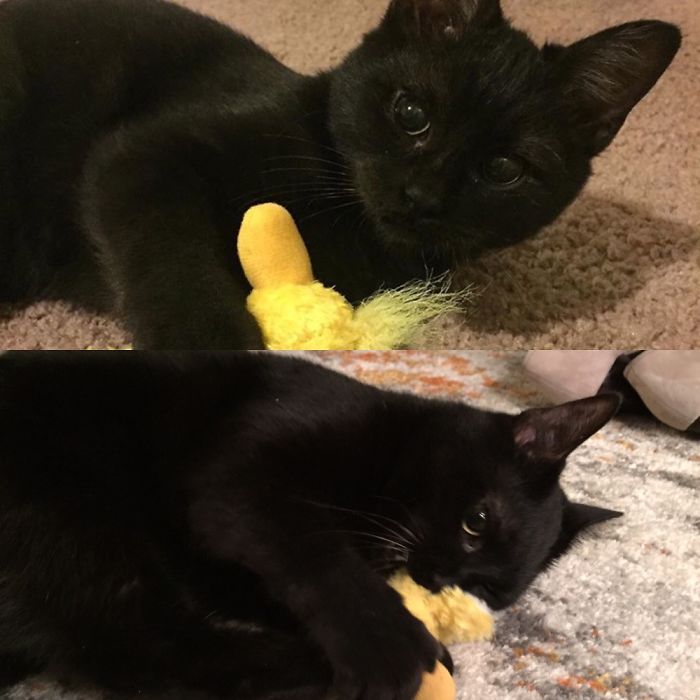 Castor And His Duck