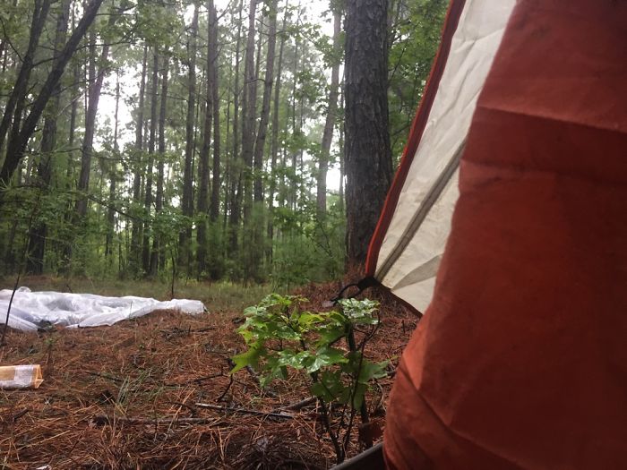 Views From A Tent