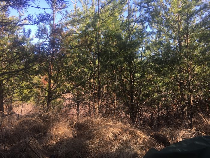 Views From A Tent