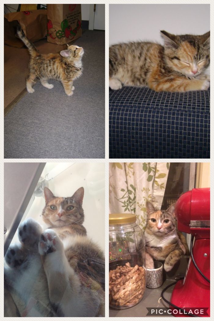 Katia As A Kitten, To Now, 7 Years Later