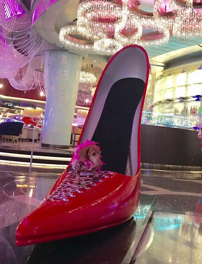 Vegas, Baby!