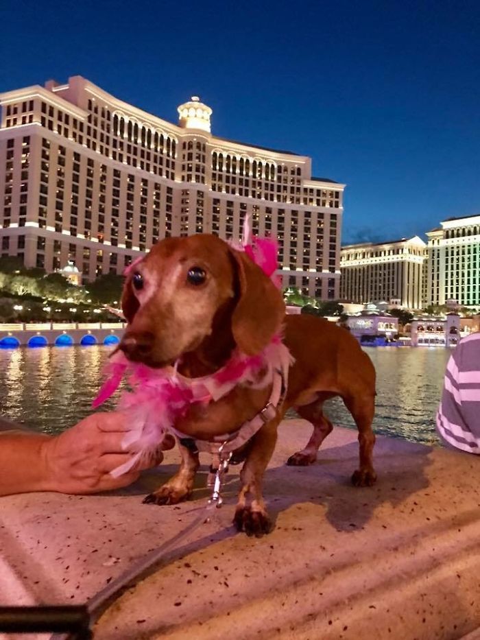 Vegas, Baby!