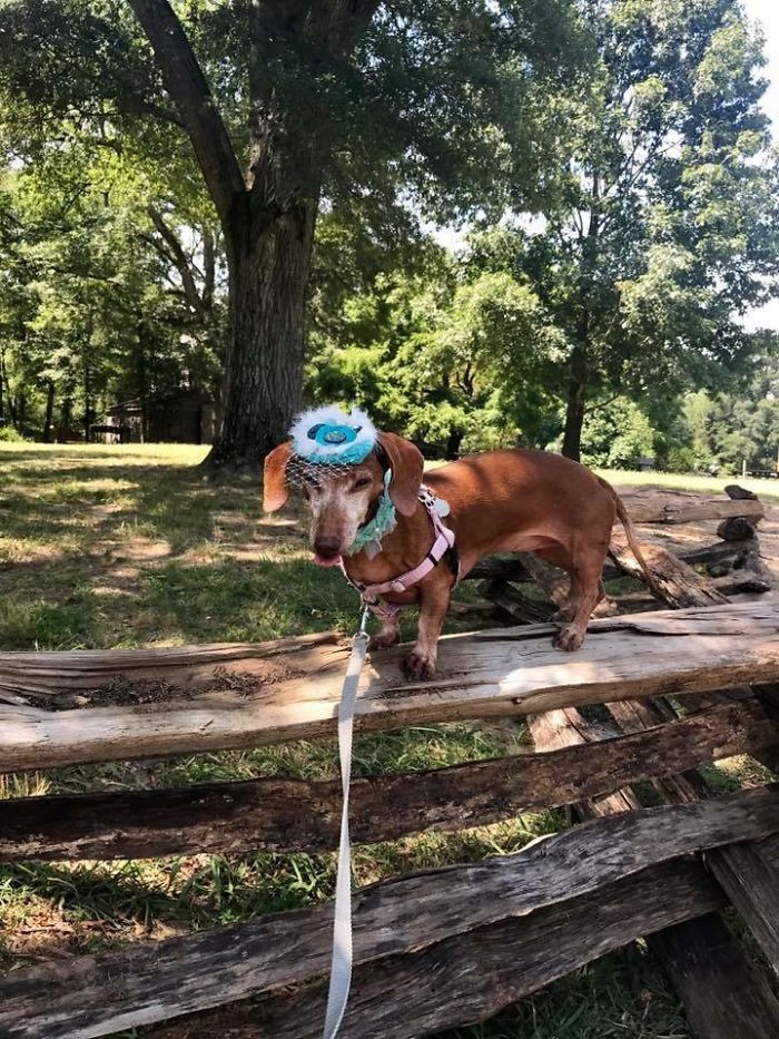 Southern Belle