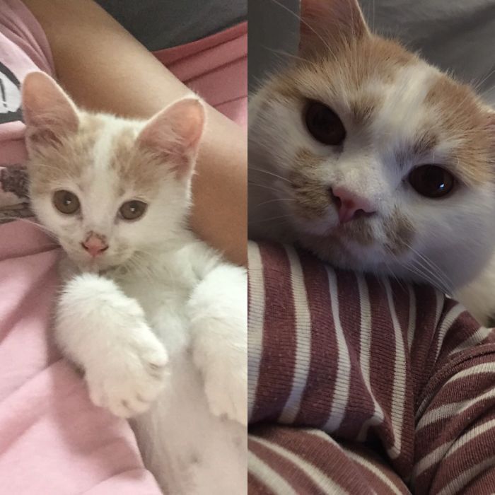 Our Adopted Stray Cat Leo In 2015 And Now