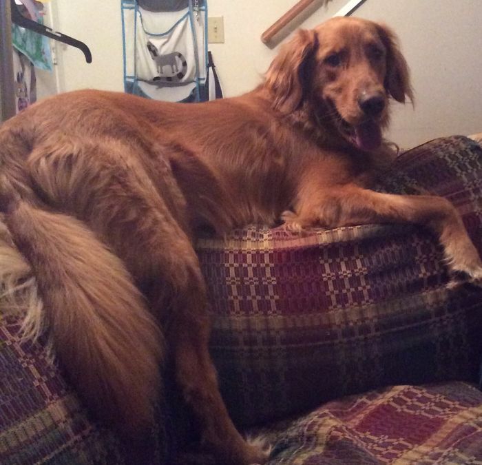 He Thinks He's A Cat At 120 Lbs...