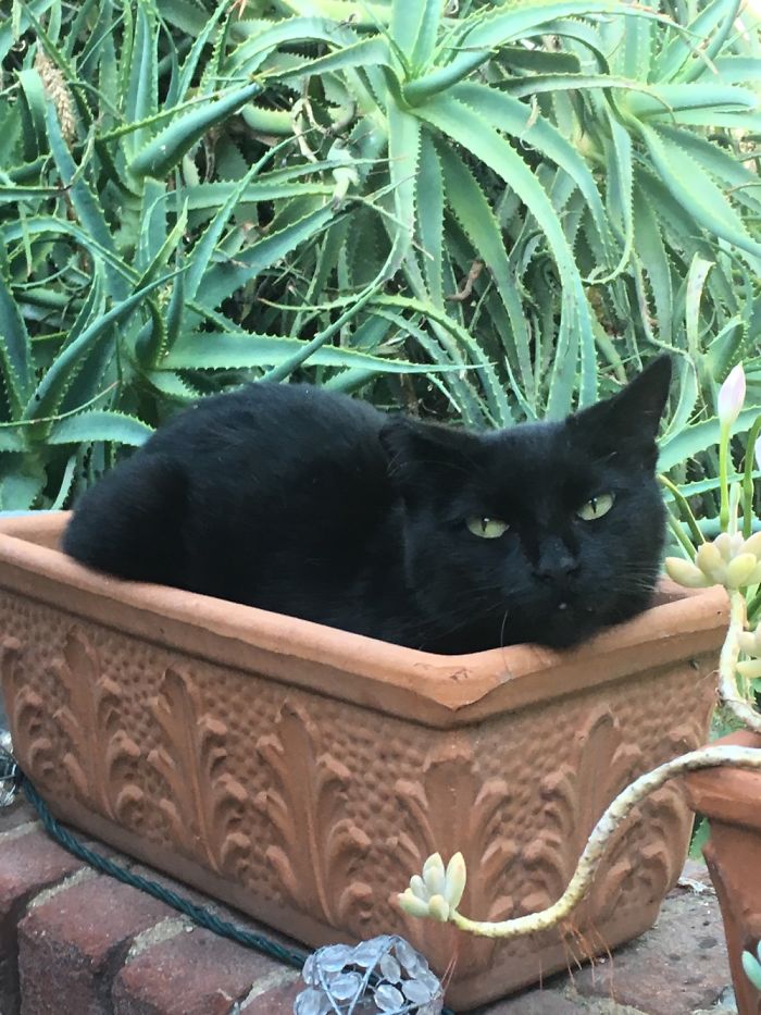 My Friend's Cat Did Not Want To Be Bothered In Her Peaceful Pot