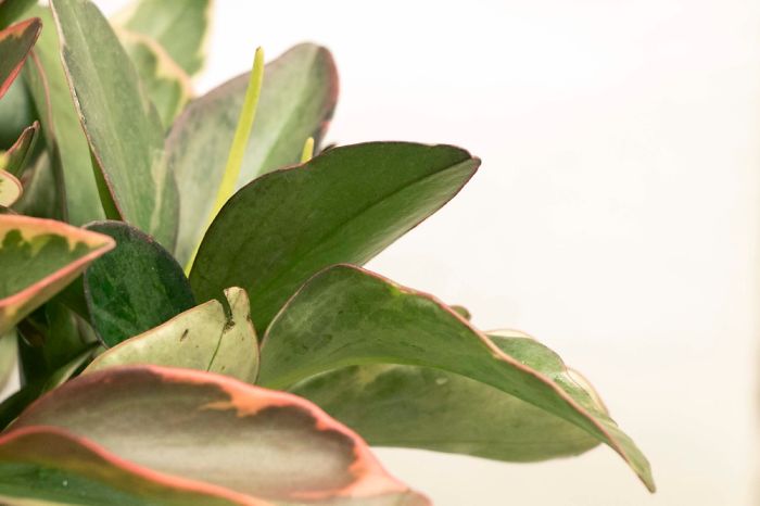 10+ Photos That Showcase The True Beauty Of Plants.