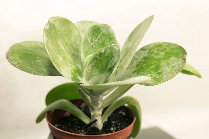 10+ Photos That Showcase The True Beauty Of Plants.