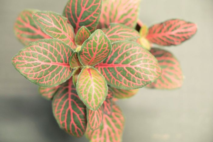 10+ Photos That Showcase The True Beauty Of Plants.