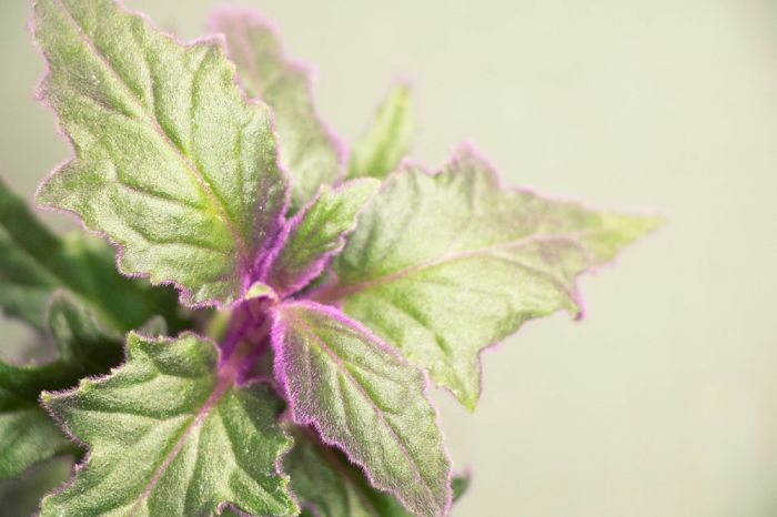 10+ Photos That Showcase The True Beauty Of Plants.