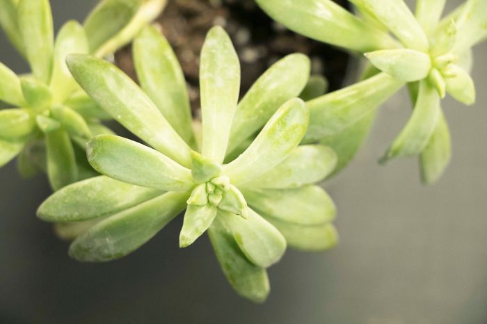 10+ Photos That Showcase The True Beauty Of Plants.