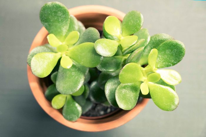 10+ Photos That Showcase The True Beauty Of Plants.