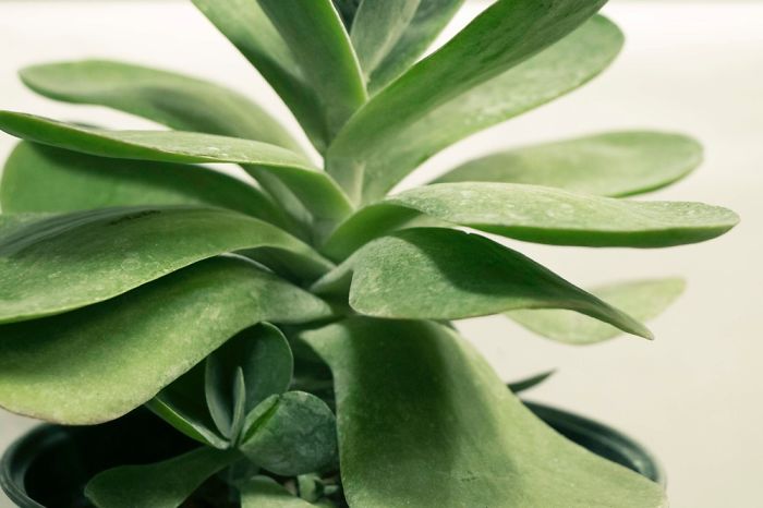 10+ Photos That Showcase The True Beauty Of Plants.