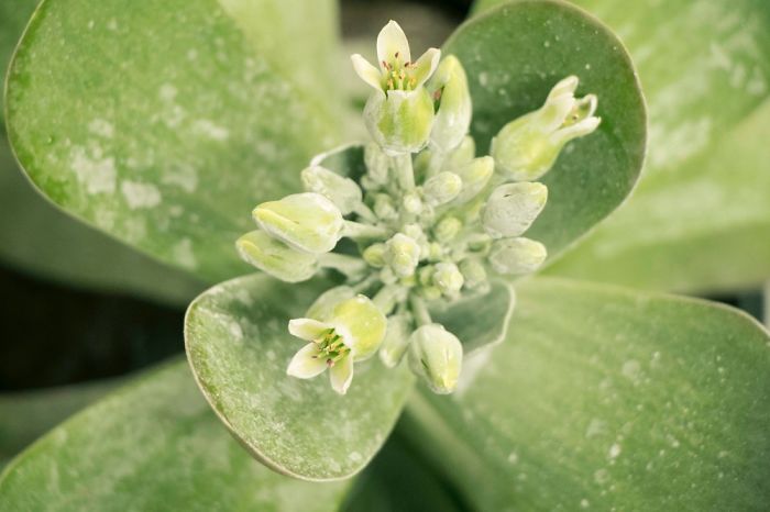 10+ Photos That Showcase The True Beauty Of Plants.