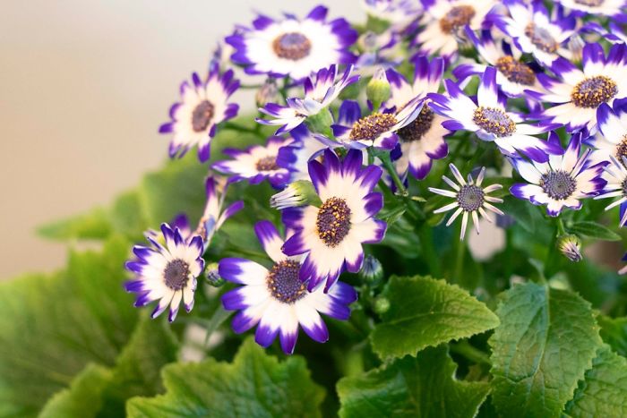 10+ Photos That Showcase The True Beauty Of Plants.