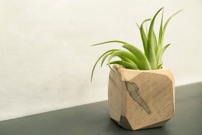 10+ Photos That Showcase The True Beauty Of Plants.