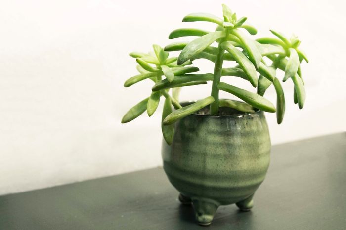10+ Photos That Showcase The True Beauty Of Plants.