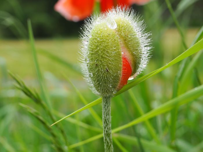 10+ Photos That Showcase The True Beauty Of Plants.