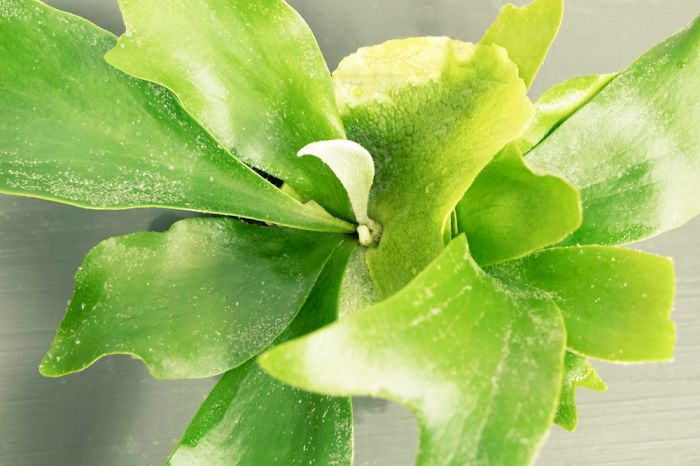 10+ Photos That Showcase The True Beauty Of Plants.