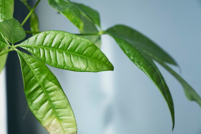 10+ Photos That Showcase The True Beauty Of Plants.