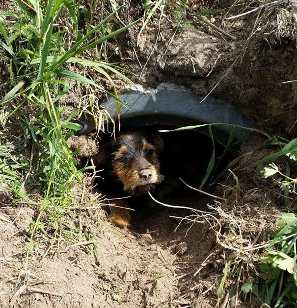 Couple Spots Someone Peaking Their Head Out From Ditch, Finds Dog With Broken Legs Inside