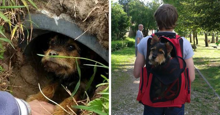 Couple Spots Someone Peaking Their Head Out From Ditch, Finds Dog With Broken Legs Inside