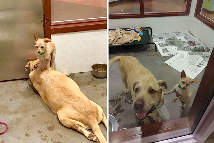 Shelter Dog Stays Glued To His Bigger Doggo Friend To Make Sure Someone Adopts Them Together