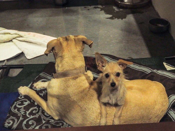Shelter Dog Stays Glued To His Bigger Doggo Friend To Make Sure Someone Adopts Them Together