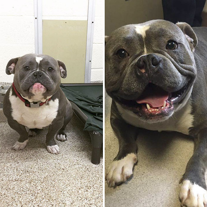 Gracias a internet, este perro triste encontró un hogar, y las fotos de antes y después te alegrarán el día