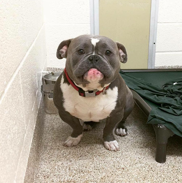 Internet Just Found Home For This Sad Shelter Dog, And His Before & After Pics Will Make Your Day