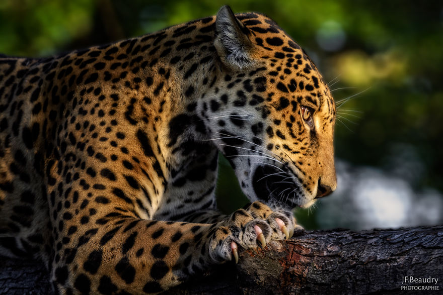 Beautiful Predator Image Beautiful Predator Image