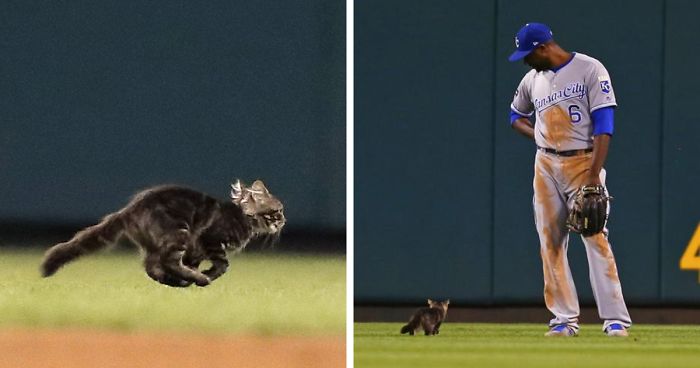 This Kitten Interrupted A Baseball Match In The Cutest Way, And Then Disappeared As Mysteriously As It Appeared