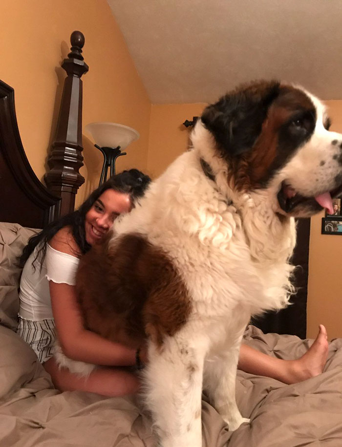 He Just Wants To Be A Lap Dog So Bad