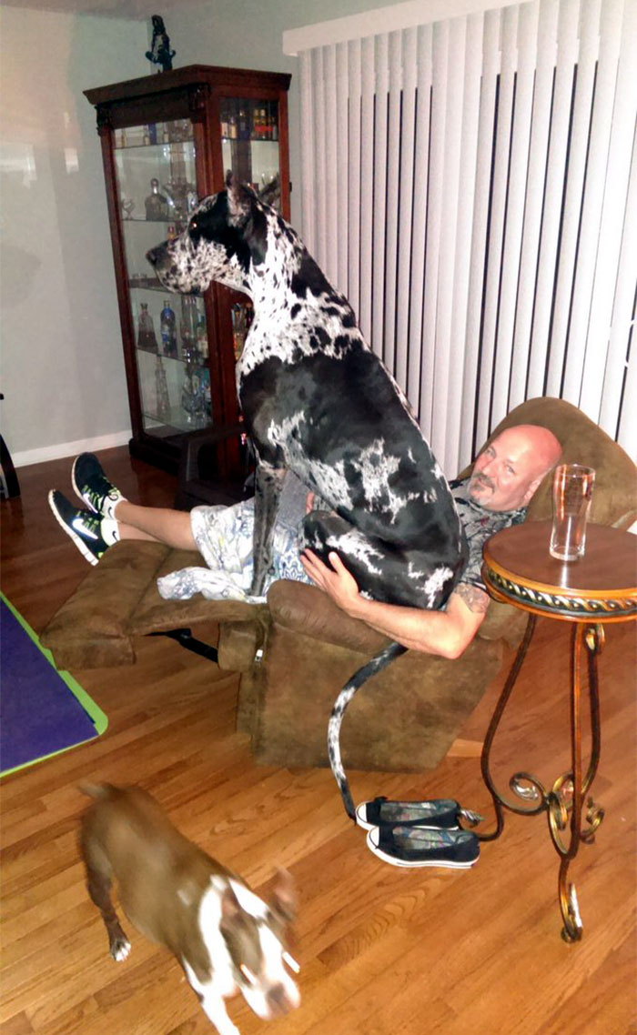 When Your Great Dane Thinks He's A Lap Dog