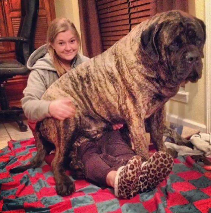 My Lap Dog! He Doesn't Know How Big He Really Is