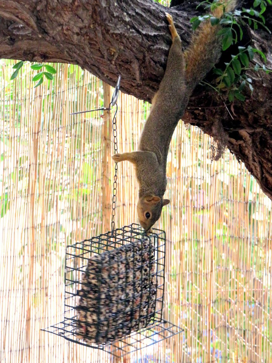 Acrobatic Tree Squirrel.