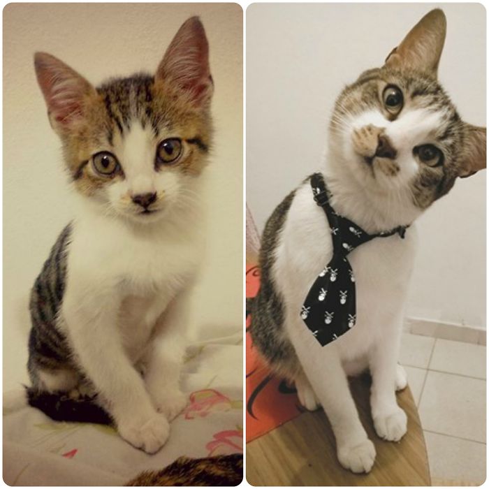 Muffin. 2 Months - 3 Years