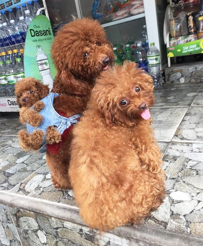 This Human Made His Dogs A Tiny Backpack So They Could Carry Their Recently Born Puppies Around