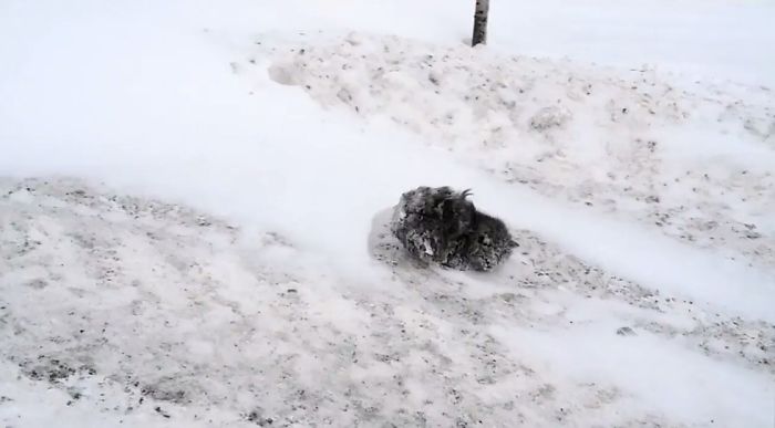 Man Stops His Car To Save Frozen Kitten Covered In Snow, And It Makes A Stunning Recovery