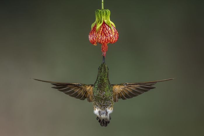Ganador del voto popular, Naturaleza: Colibrí colihabano, Ecuador