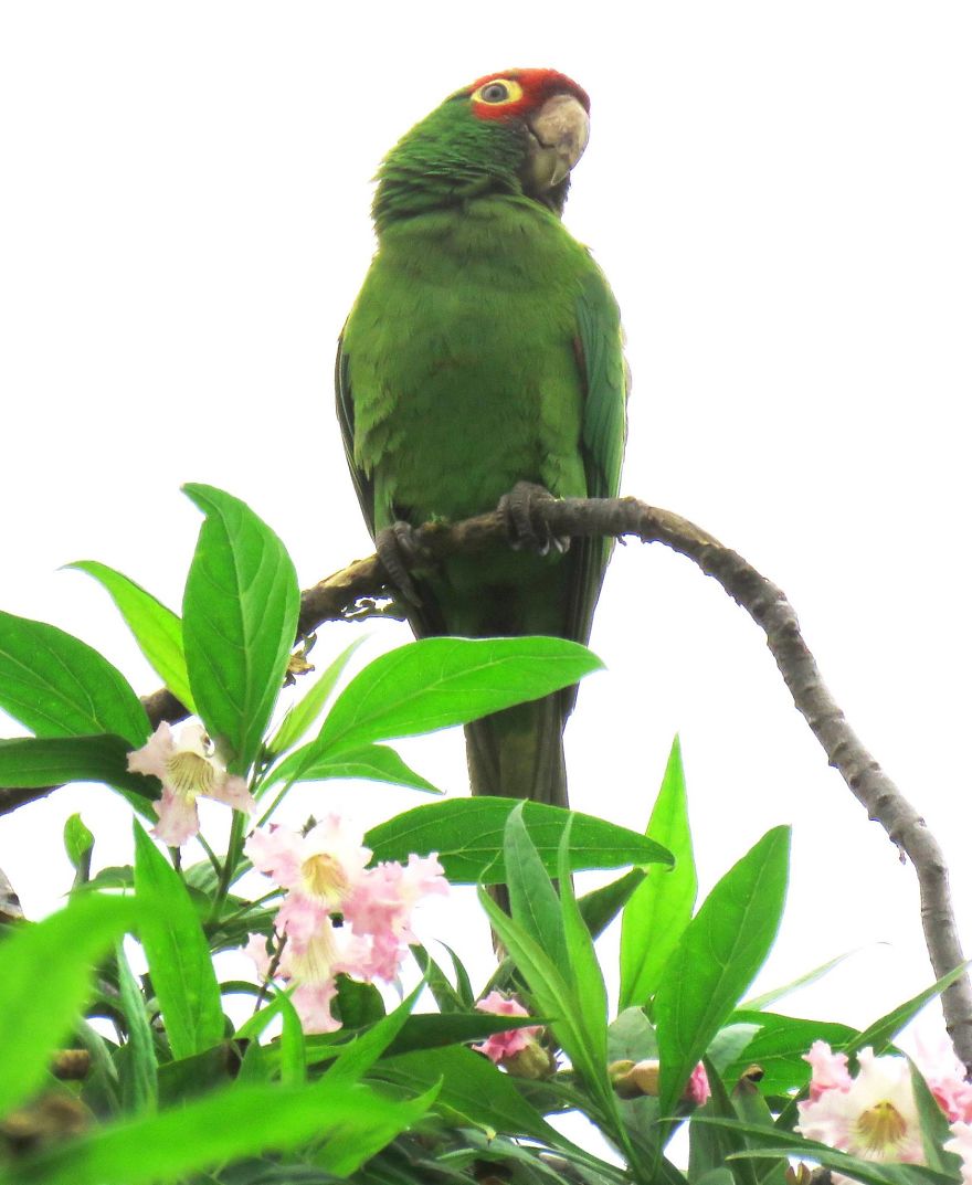 Exotic Wild Parrot In My Tree.
