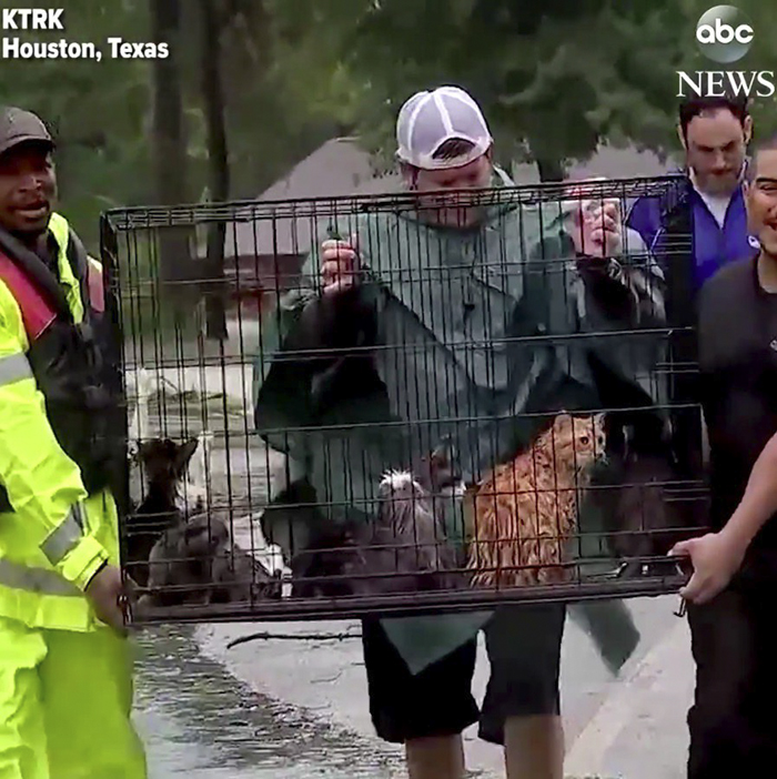 People Refuse To Leave And Stay Behind To Save Stranded Cats From Flood In Houston