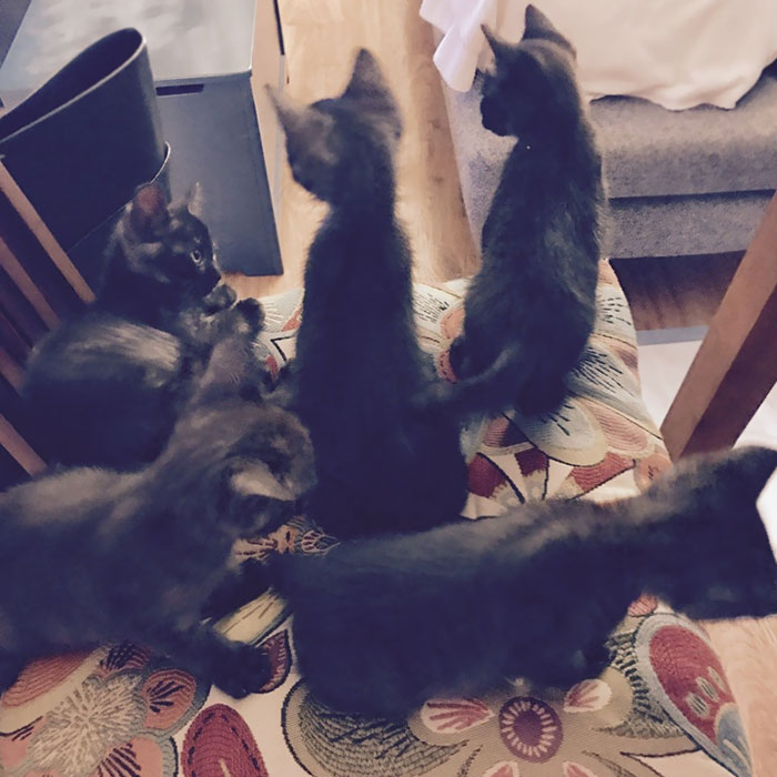 I Didn't Want Cats. My Wife Wanted Cats. So We Compromised And Got 5 Cats