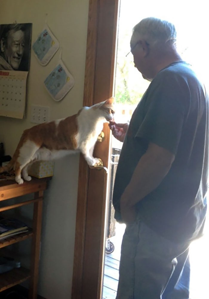 My Grandfather Didn't Want A Cat And Now He Shares Snacks With Tiger (One Of The Cats He Rescued From His Barn)