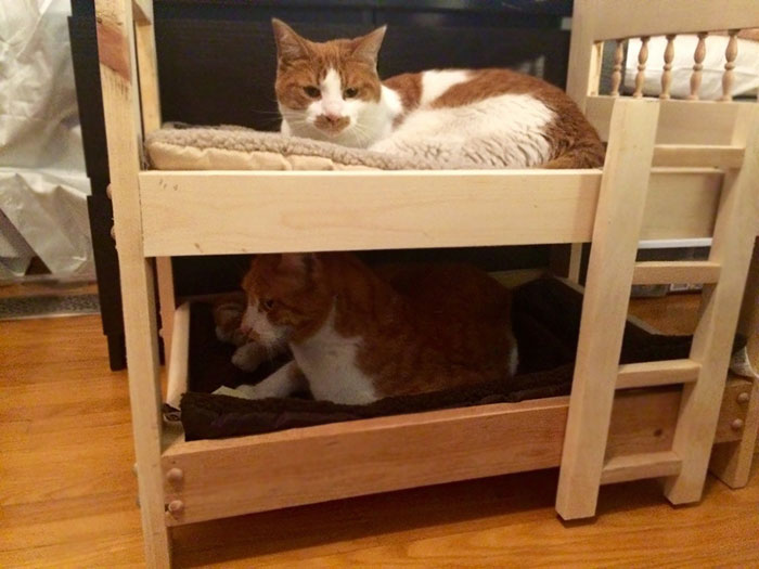 My Dad, Who Hates Cats, Built Bunkbeds For My Boys