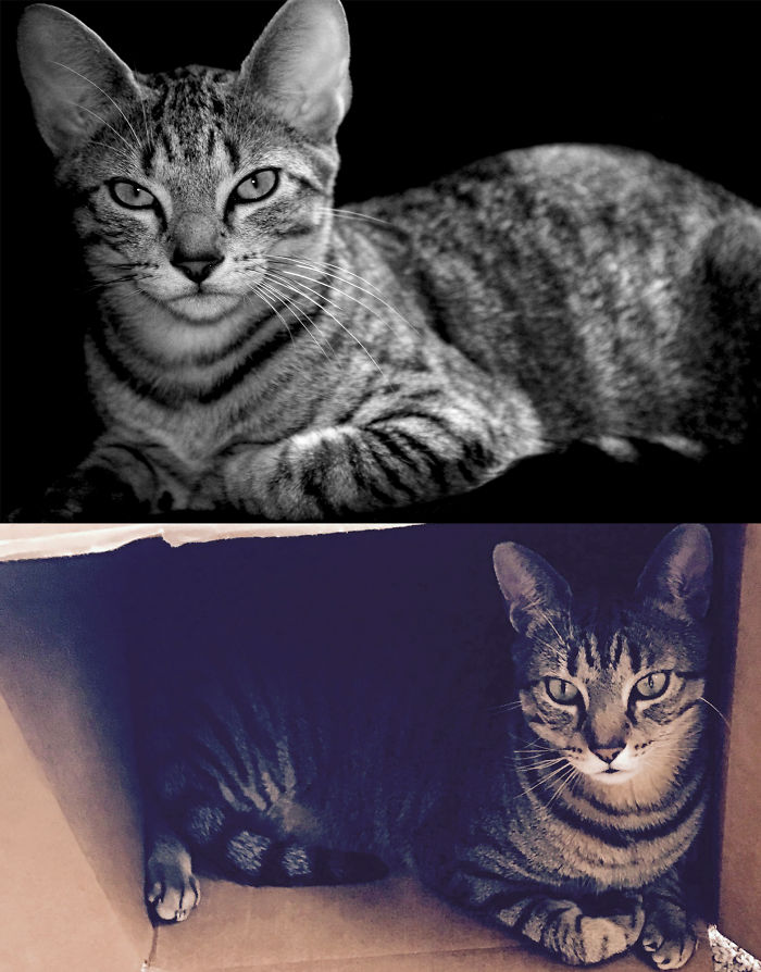 Mister Pink In 2008 And 2017. Same Sassy Face, 17 Pounds Later ^__^
