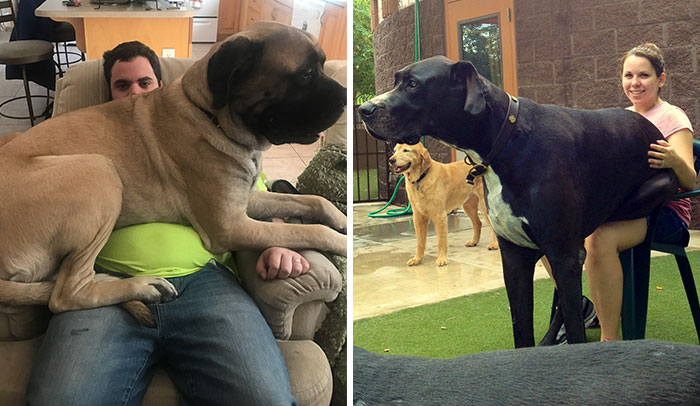 Post Pictures Of LARGE Dogs That Still Think They’re Lap Dogs