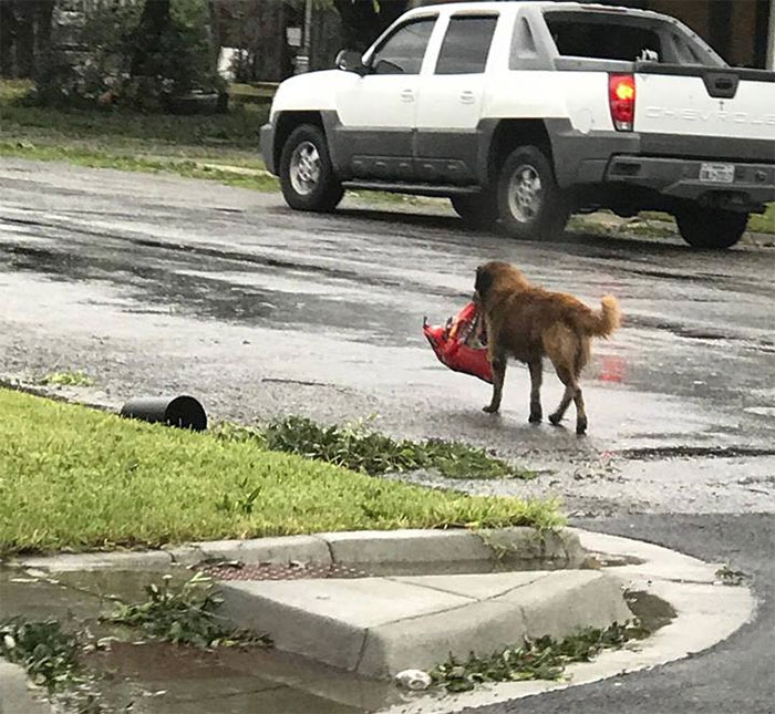 A Dog Named Otis Is Walking Around Sinton Tx Carrying A Entire Bag Of Dog Food With Him