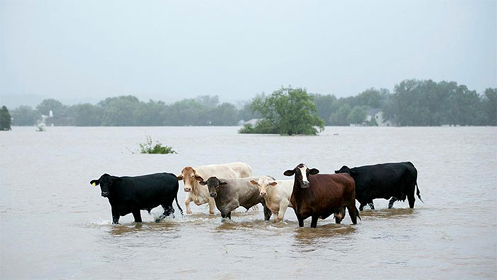 Cattle Are Stranded In A Flooded Pasture On Highway 71 In La Grange, Texas