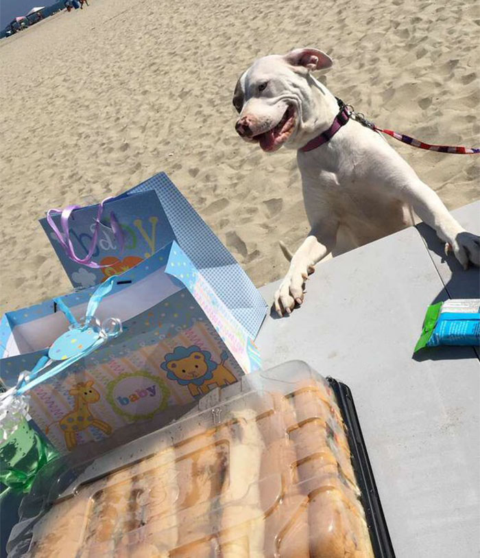 Pregnant Doggo Gets Her Very Own Baby Shower, And Twitter Just Can't Handle It